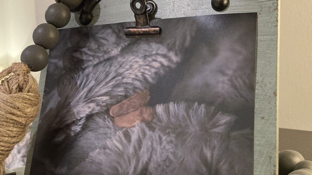 Sleeping Angels Foundation